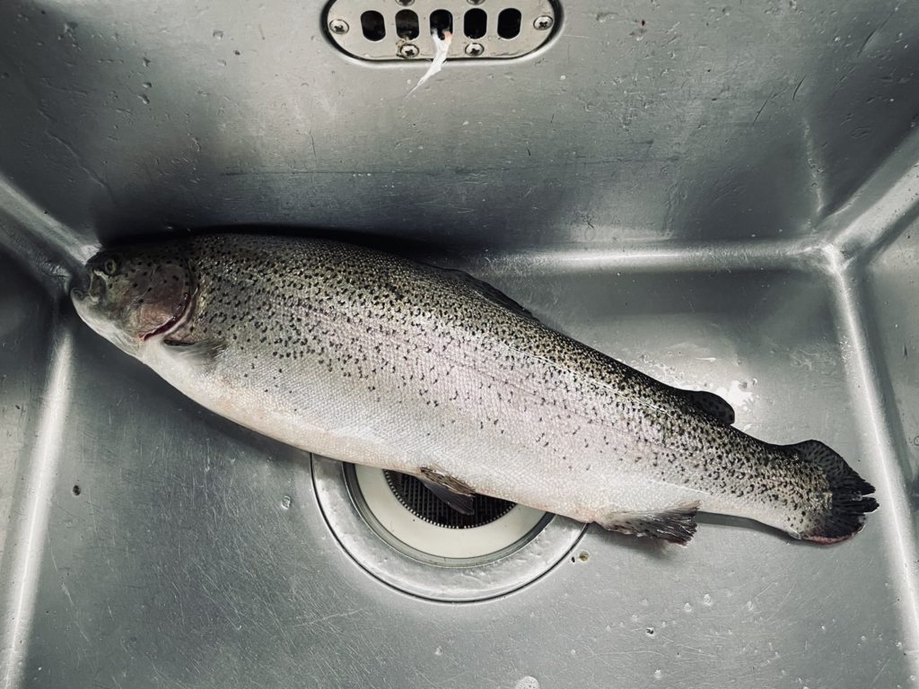 【頂鱒５６ｃｍ】全体