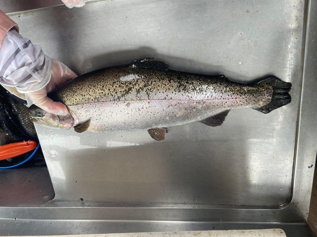 【頂鱒５４ｃｍ】全体