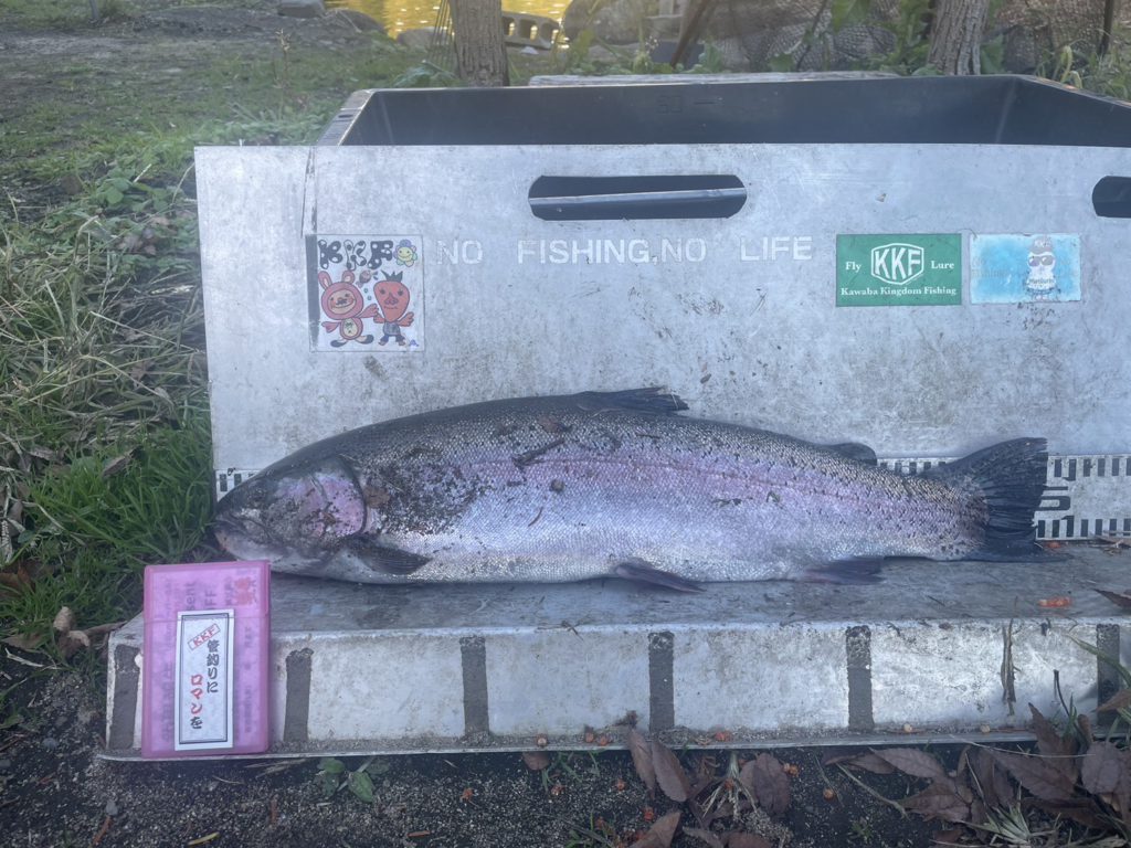 【頂鱒５９ｃｍ】全体