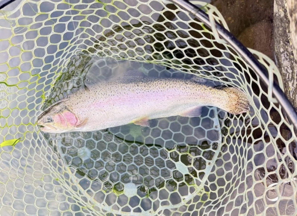 【頂鱒５３ｃｍ】全体