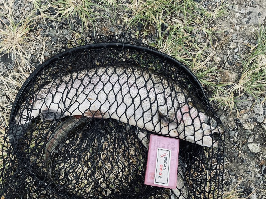 【頂鱒５２ｃｍ】全体