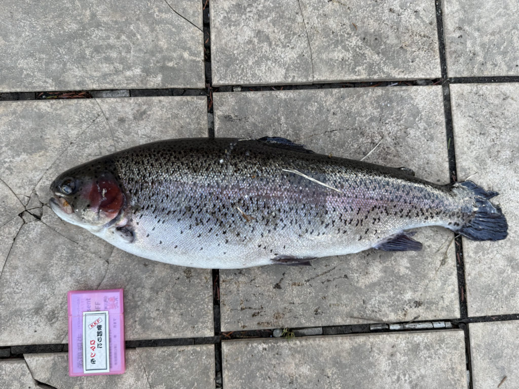 【頂鱒５８ｃｍ】全体