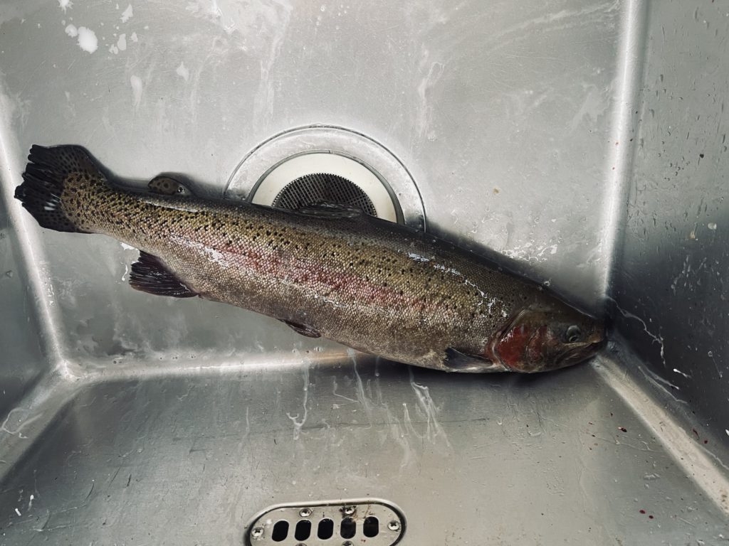 【頂鱒５２ｃｍ】全体