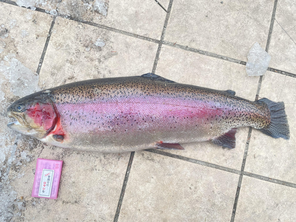 【頂鱒７８ｃｍ】全体