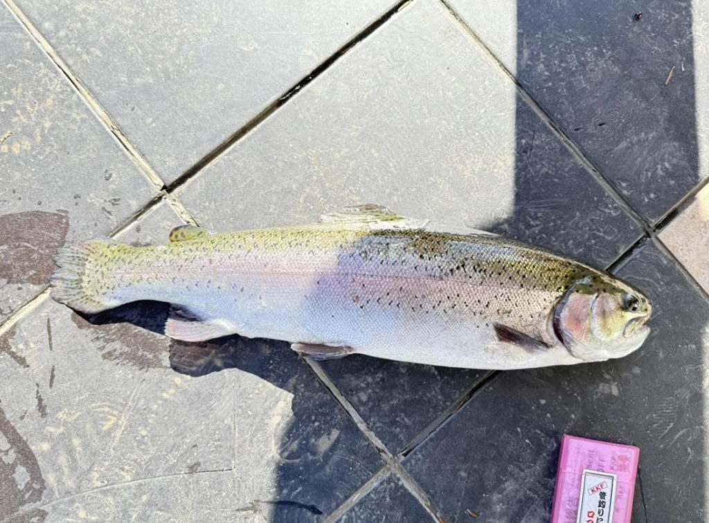 【頂鱒５２ｃｍ】全体