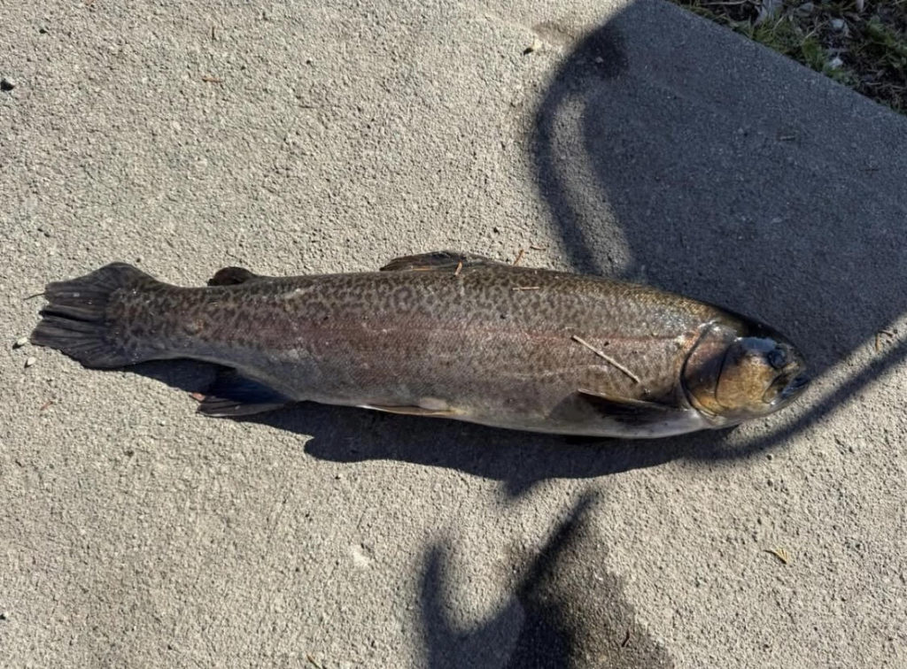 【驚ロック５５ｃｍ】全体