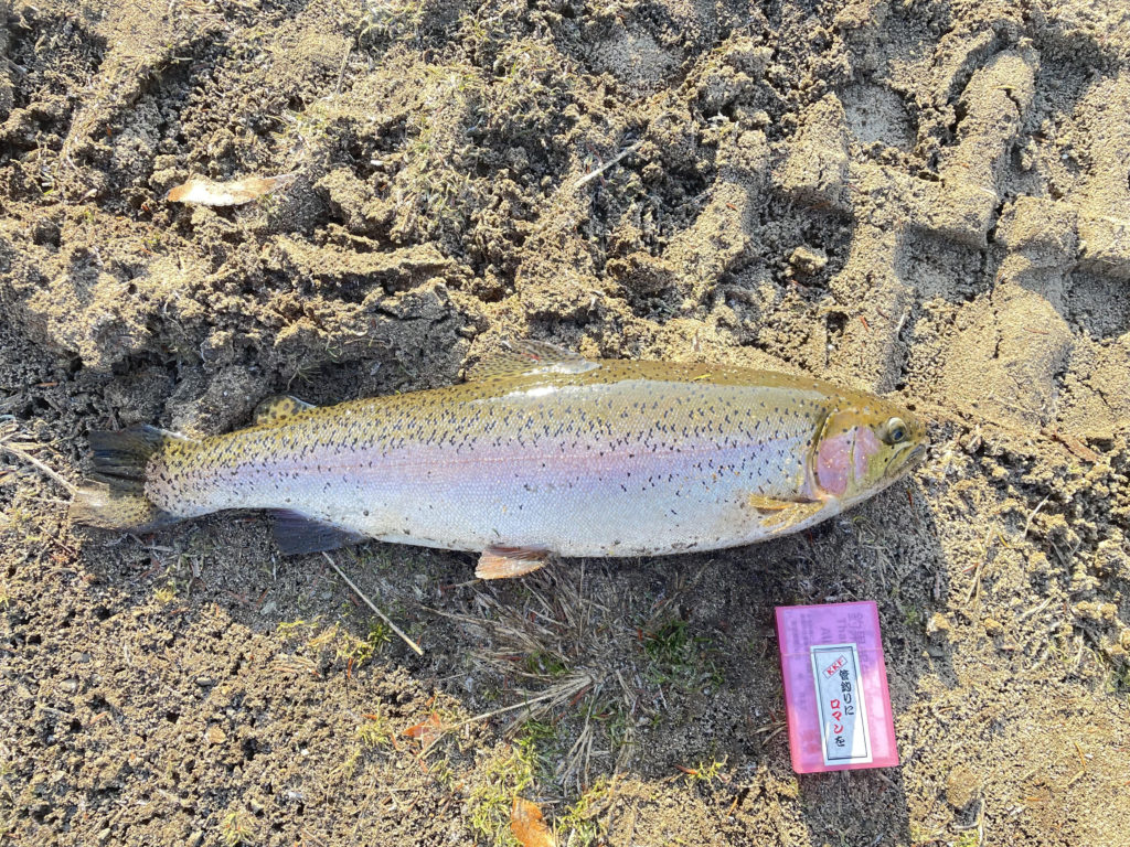 【頂鱒５５ｃｍ】全体