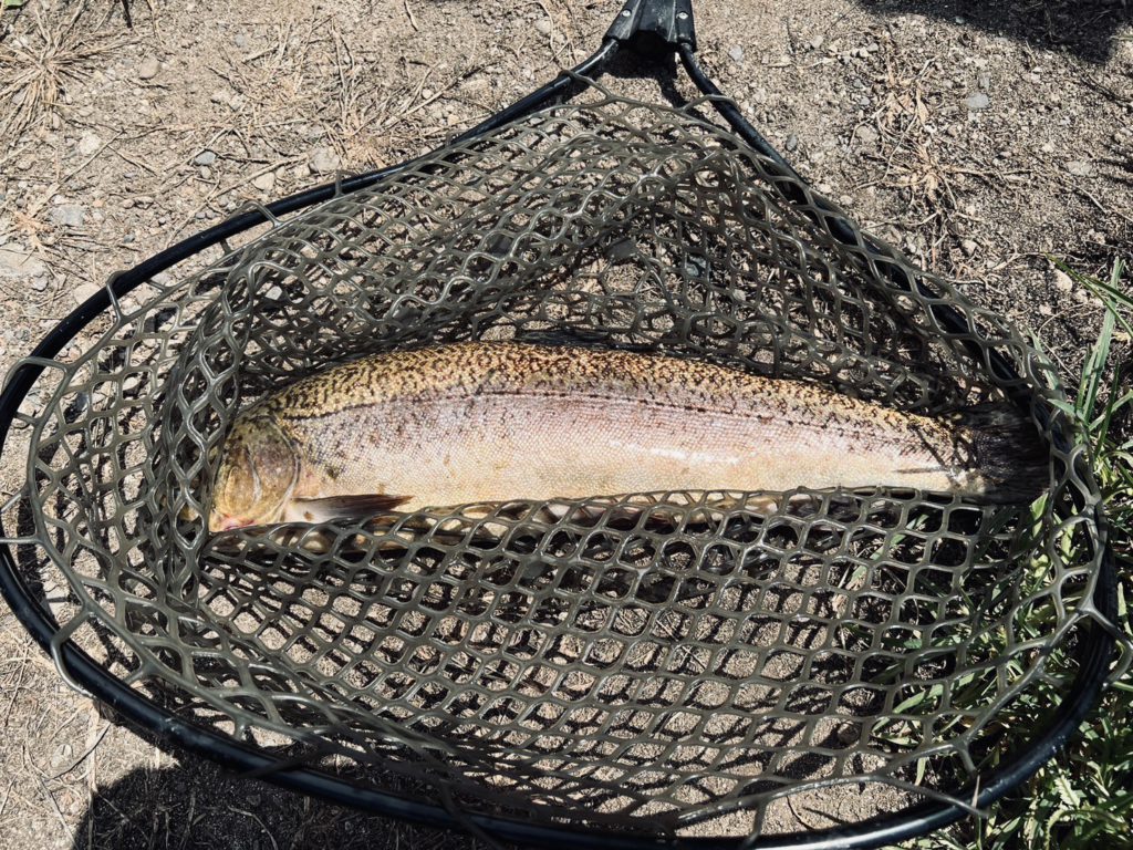 【驚ロック５２ｃｍ】全体