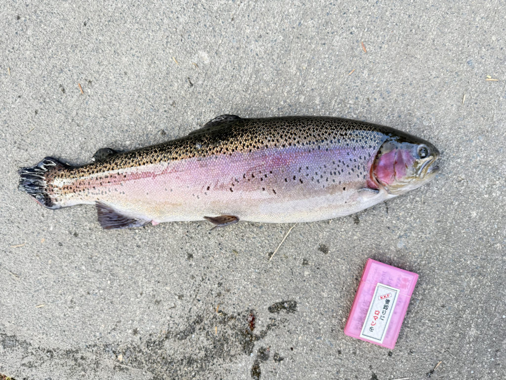 【頂鱒５４ｃｍ】全体