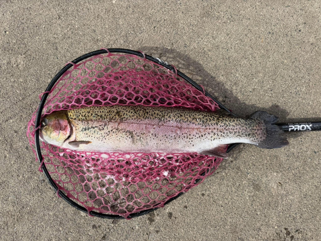 【頂鱒５５ｃｍ】全体