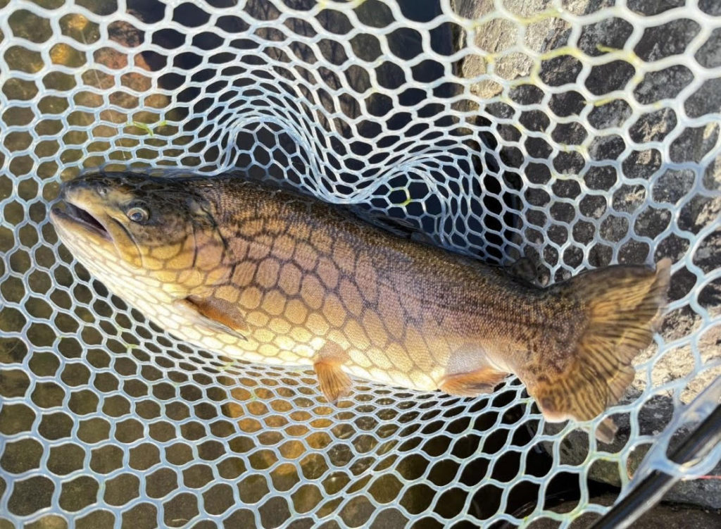 【驚ロック５６ｃｍ】全体