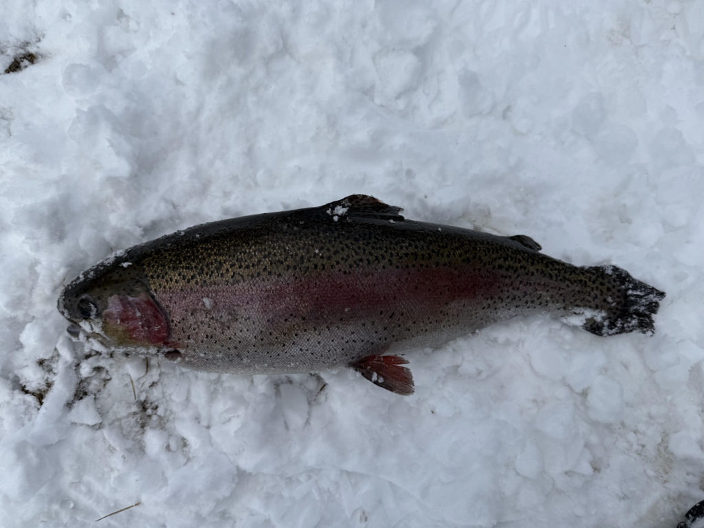 【頂鱒５６ｃｍ】全体