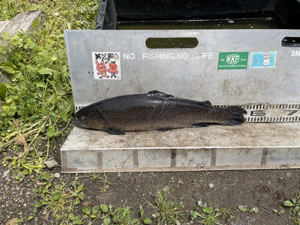 【驚ロック５４ｃｍ】全体