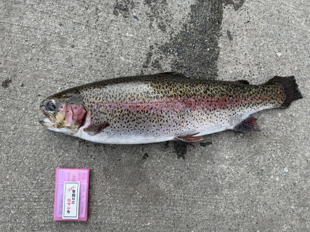 【頂鱒５５ｃｍ】全体