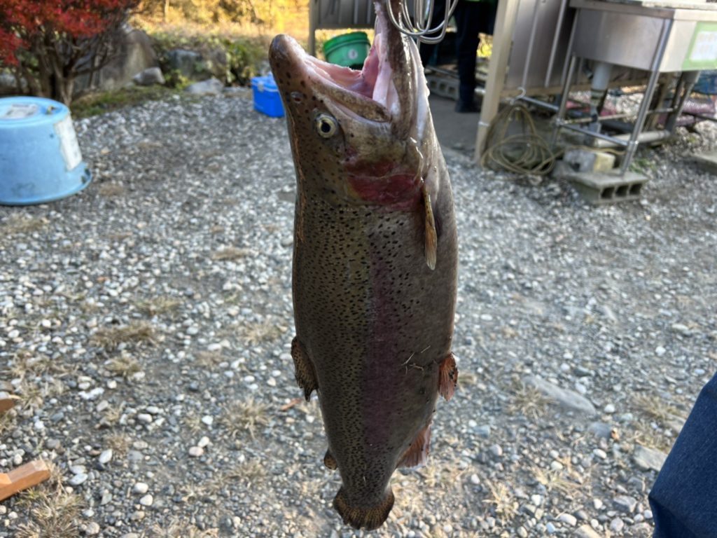 【頂鱒５７ｃｍ】全体