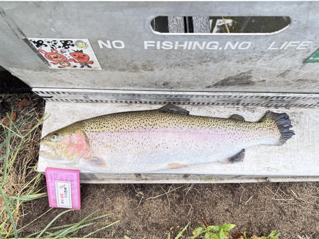 【頂鱒５２ｃｍ】全体