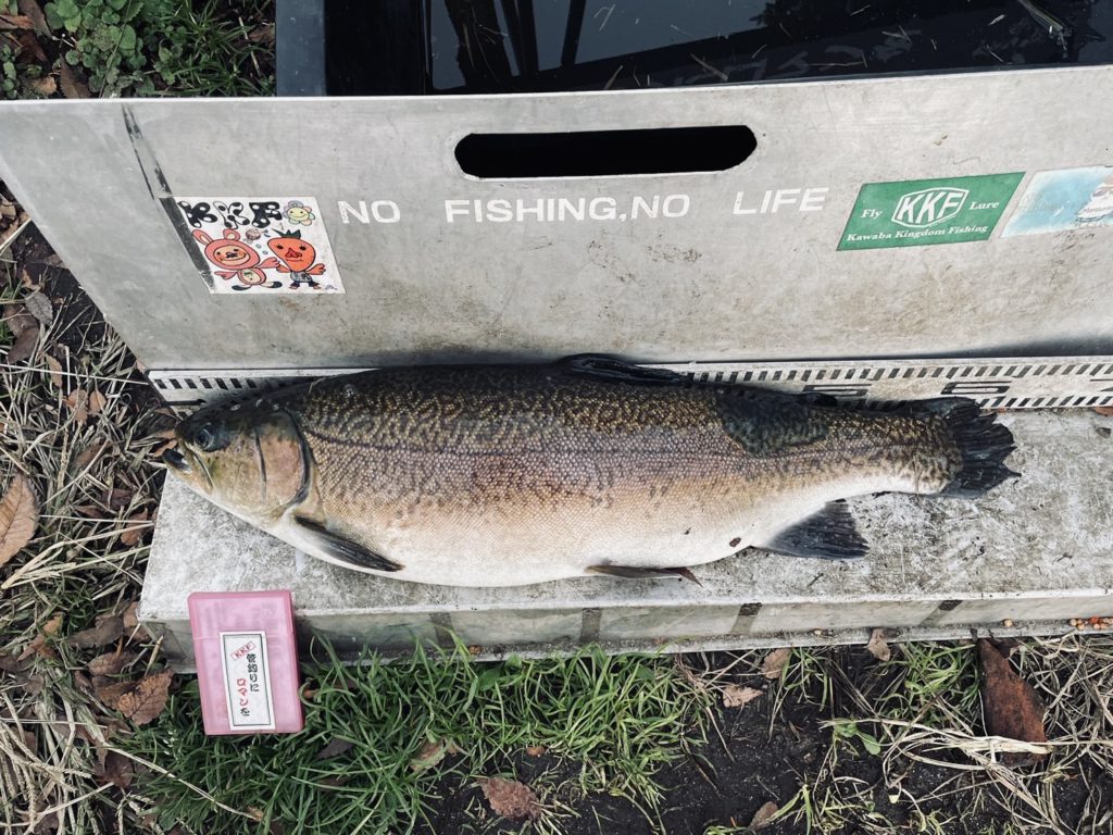 【驚ロック６２ｃｍ】全体