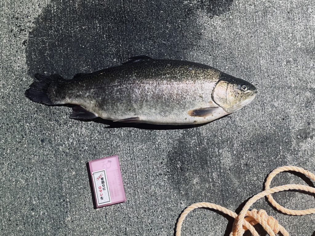 【驚ロック５２ｃｍ】全体