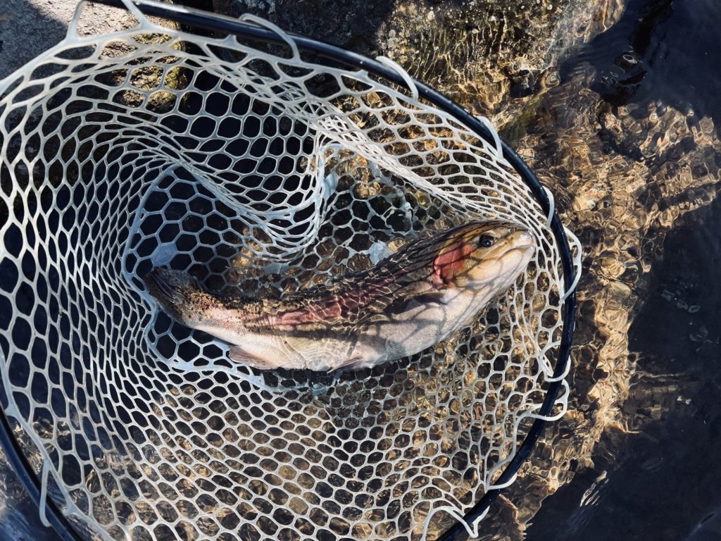 【頂鱒５５ｃｍ】全体