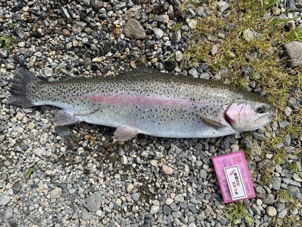 【頂鱒５６ｃｍ】全体