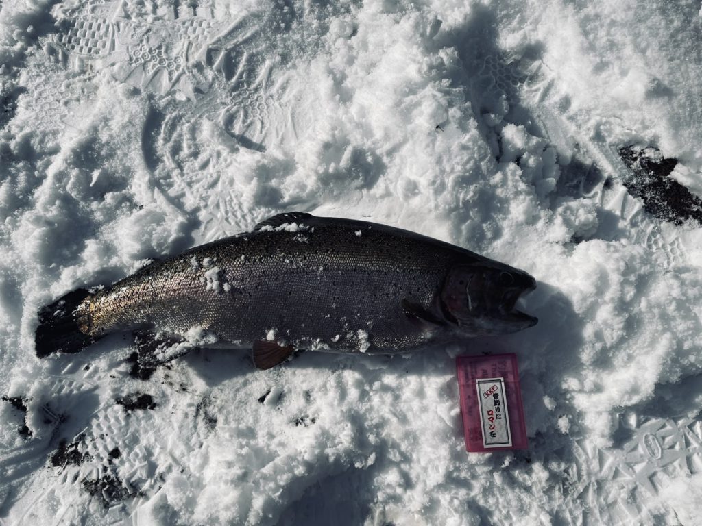【頂鱒５７ｃｍ】全体