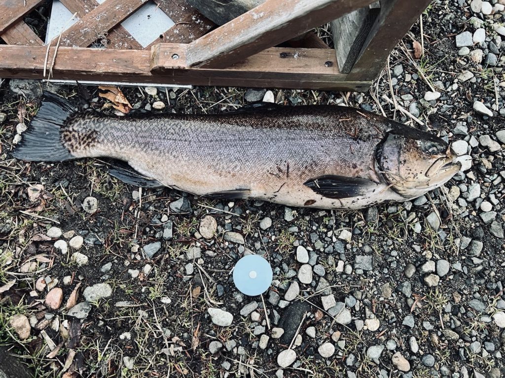 【驚ロック６０ｃｍ】全体