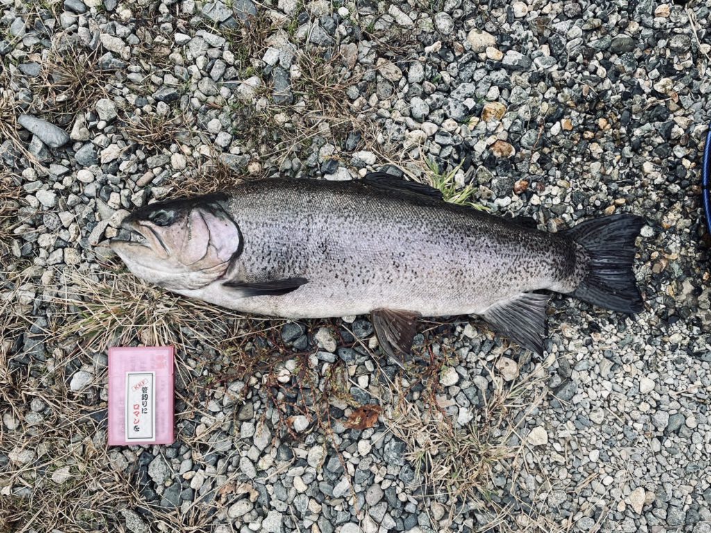 【驚ロック５８ｃｍ】全体