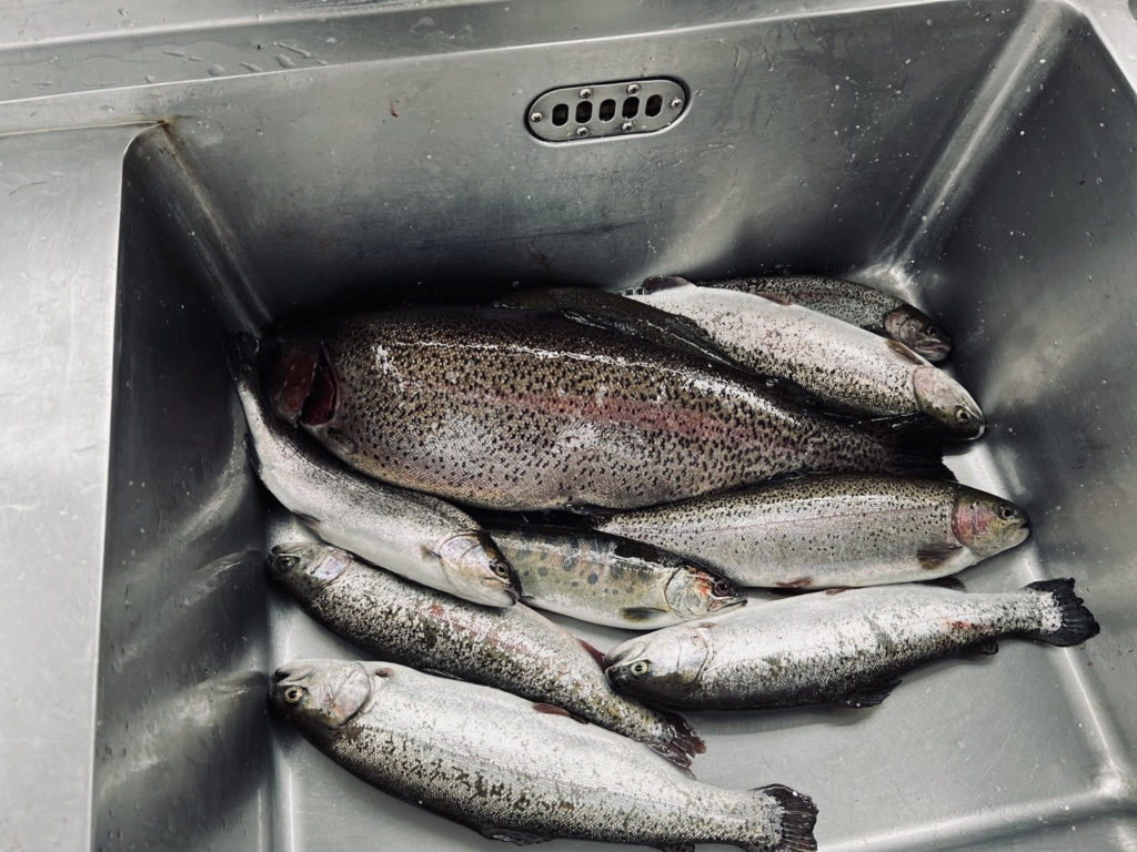 【頂鱒５５ｃｍ】全体