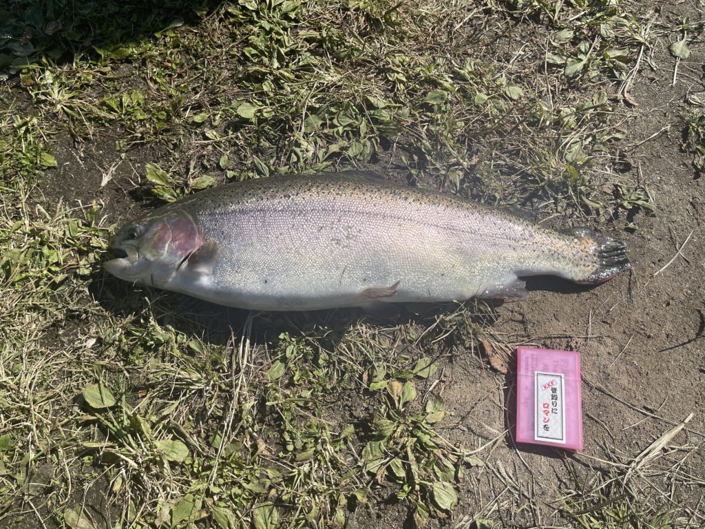 【頂鱒６０ｃｍ】全体