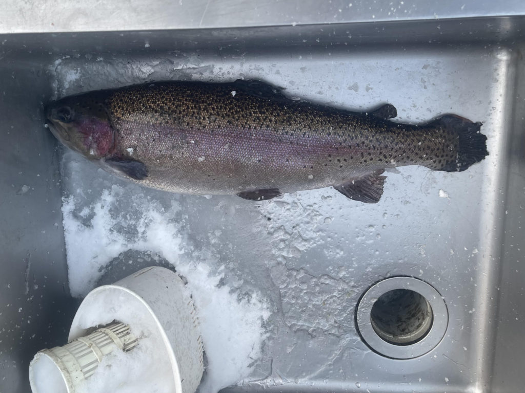 【頂鱒５４ｃｍ】全体