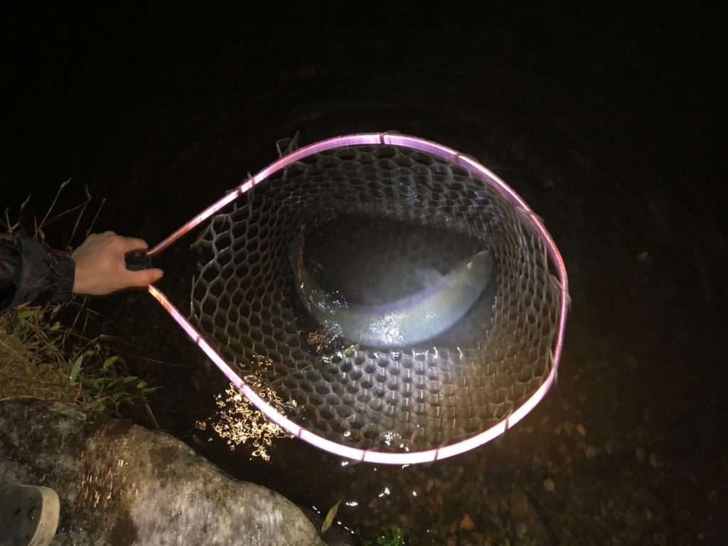 【ロックトラウト５５ｃｍ】全体