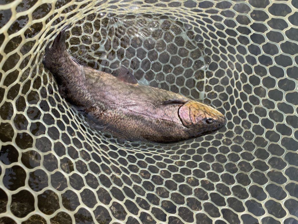 【驚ロック５２ｃｍ】全体