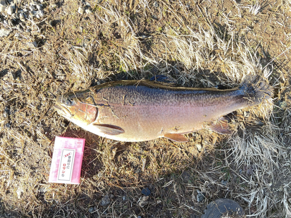 【驚ロック５１ｃｍ】全体