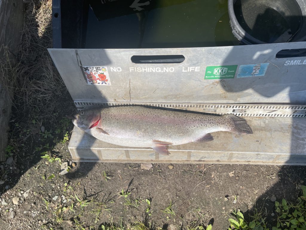 【頂鱒６３ｃｍ】全体