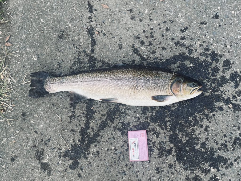 【驚ロック６０ｃｍ】全体