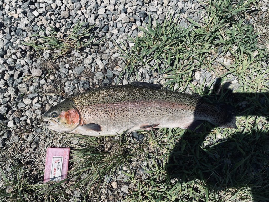 【頂鱒６１ｃｍ】全体