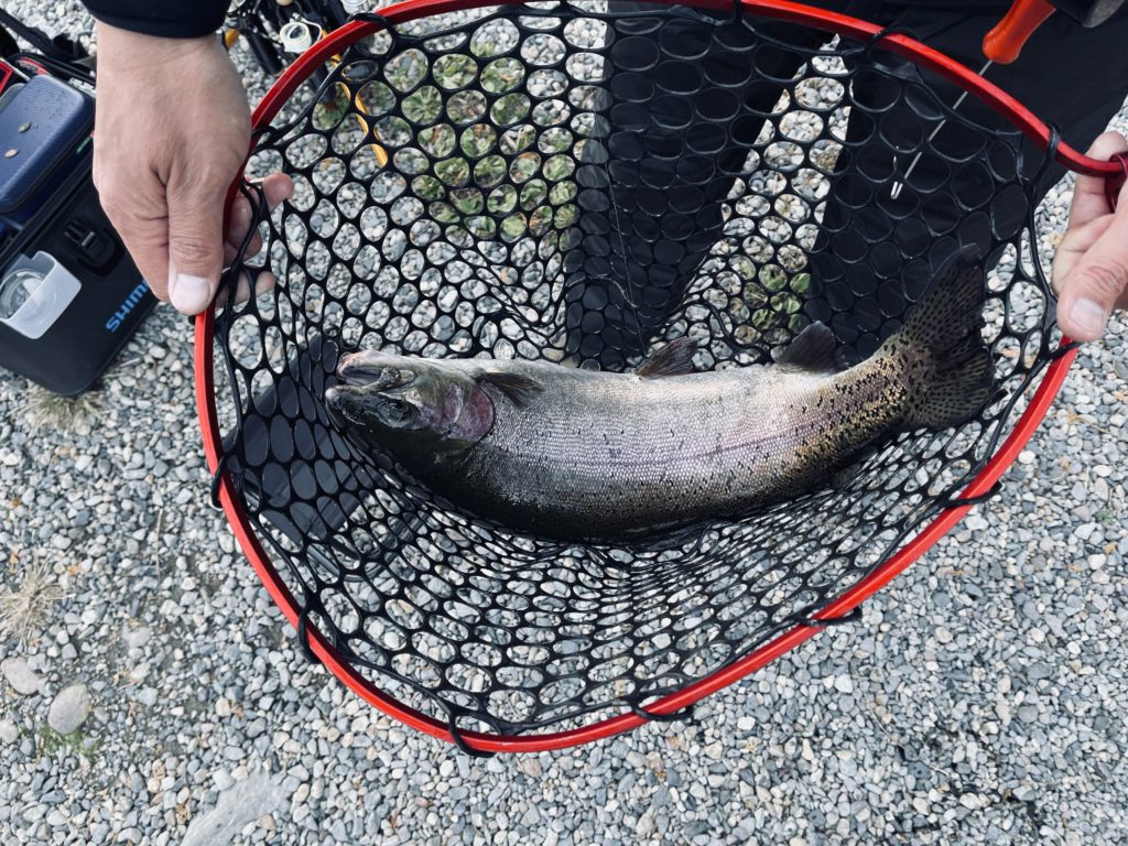 【頂鱒５８ｃｍ】全体