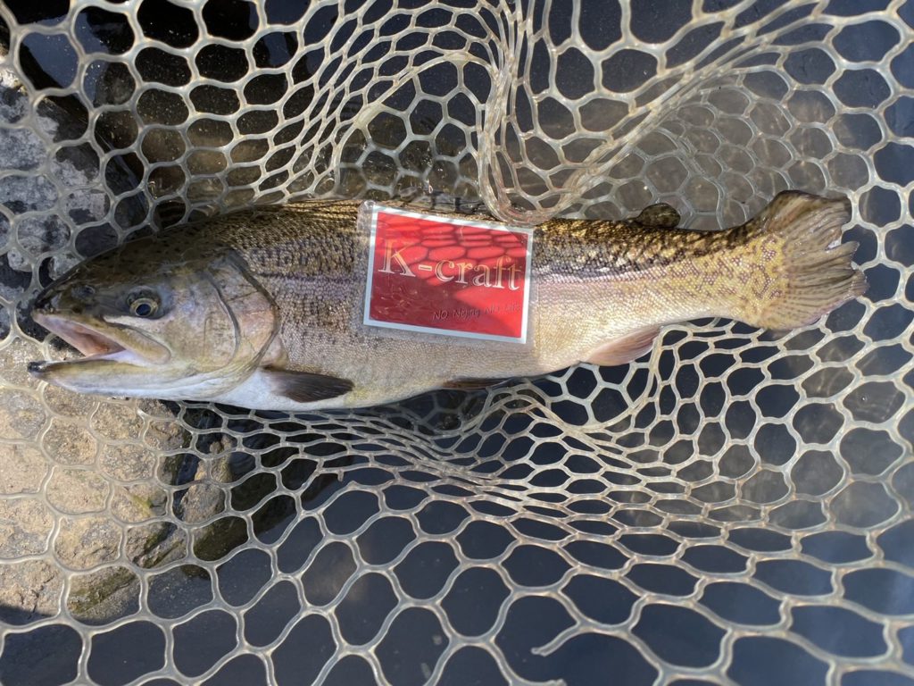 【驚ロック５６ｃｍ】全体