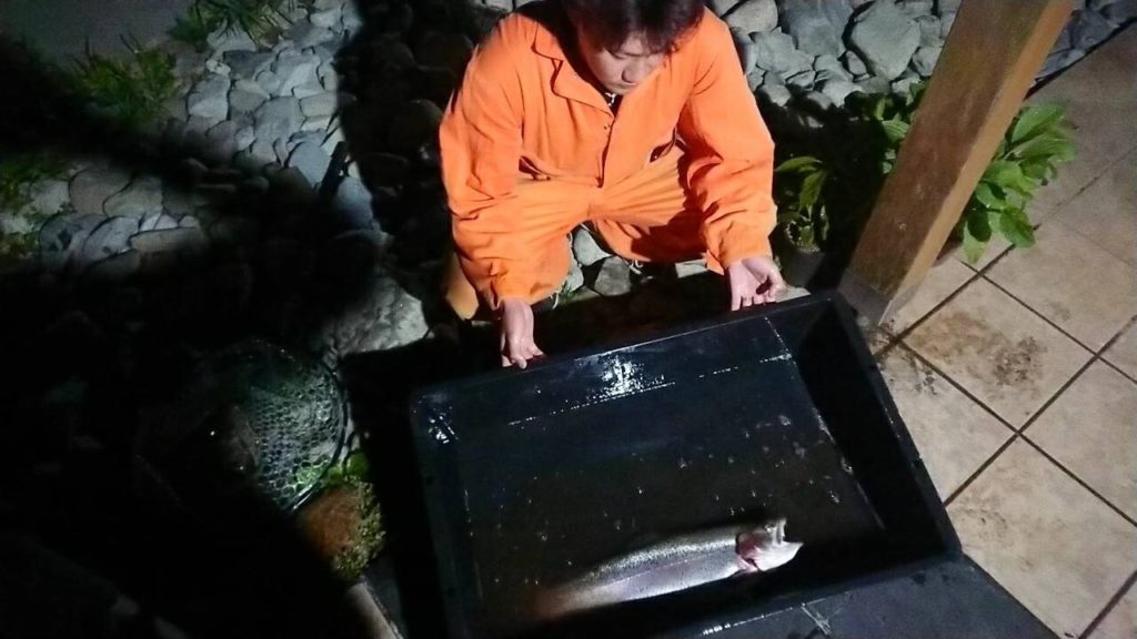 【頂鱒５０ｃｍ】全体