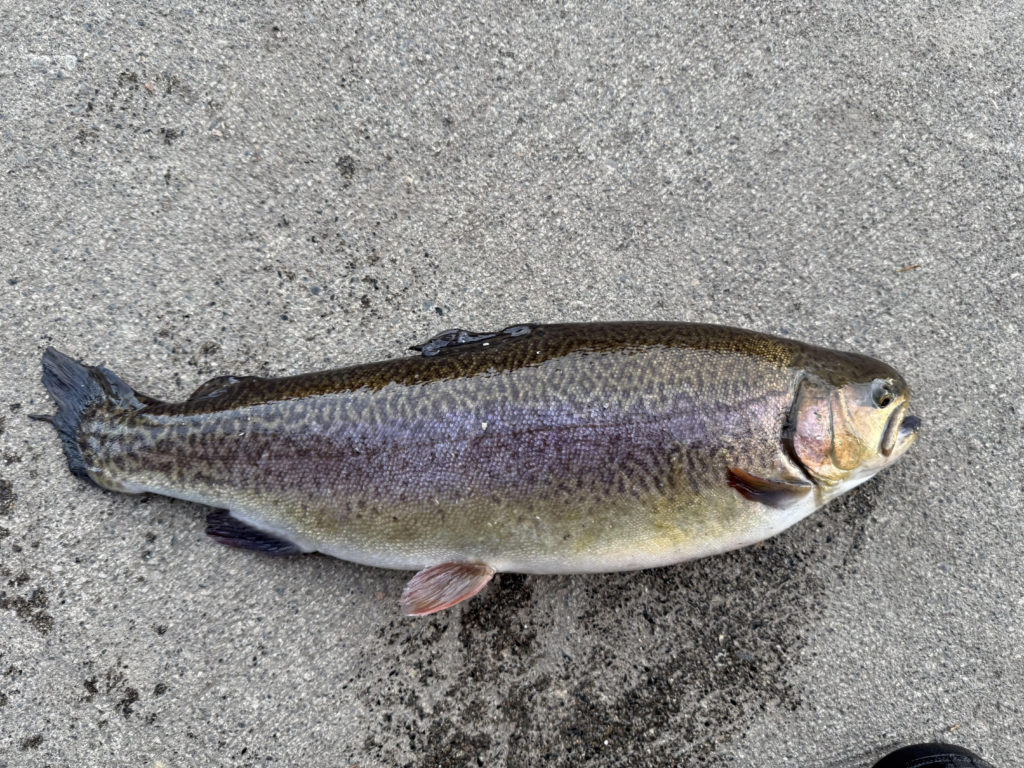 【驚ロック５１ｃｍ】全体