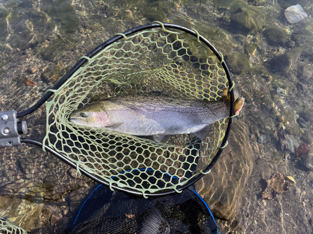 【頂鱒５７ｃｍ】全体