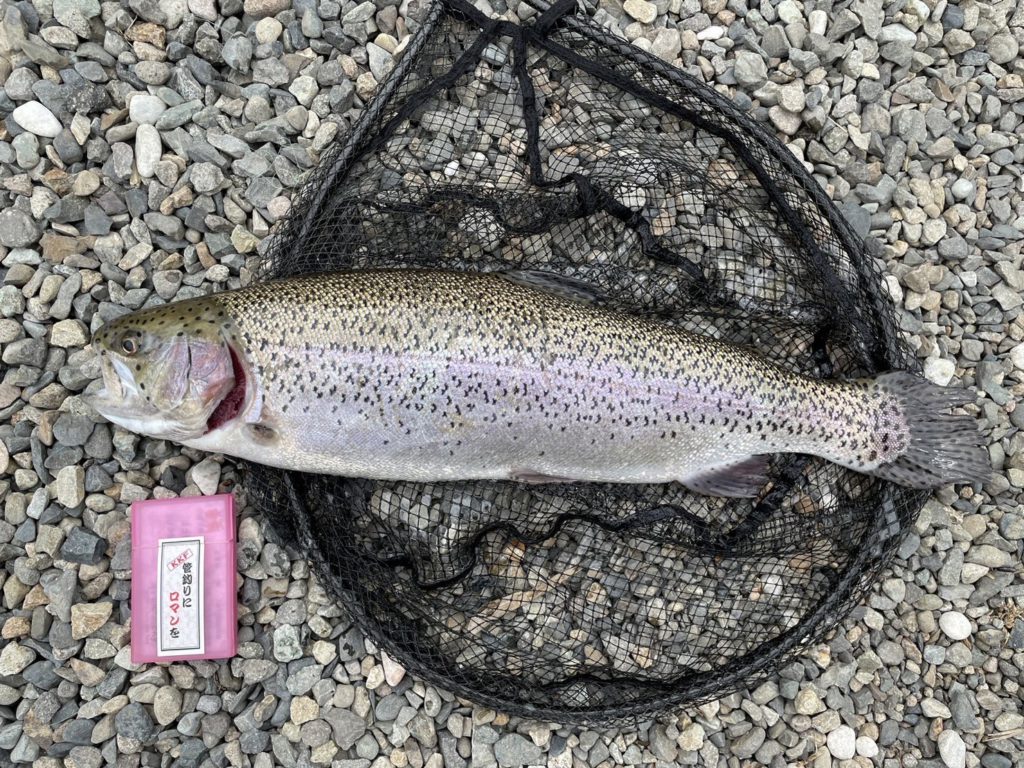 【頂鱒５６ｃｍ】全体