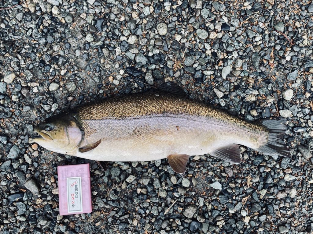 【驚ロック５７ｃｍ】全体