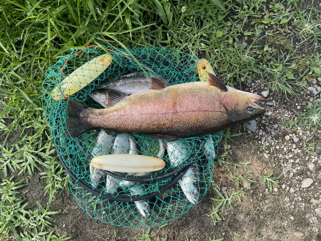 【驚ロック５４ｃｍ】全体