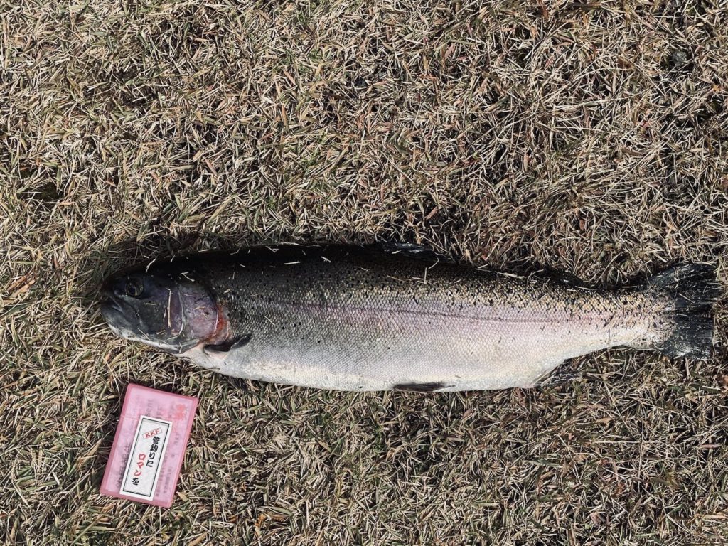 【頂鱒５７ｃｍ】全体