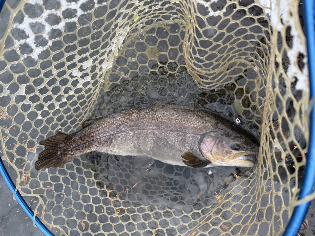 【驚ロック５３ｃｍ】全体