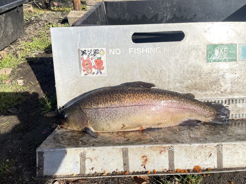 【驚ロック５２ｃｍ】全体