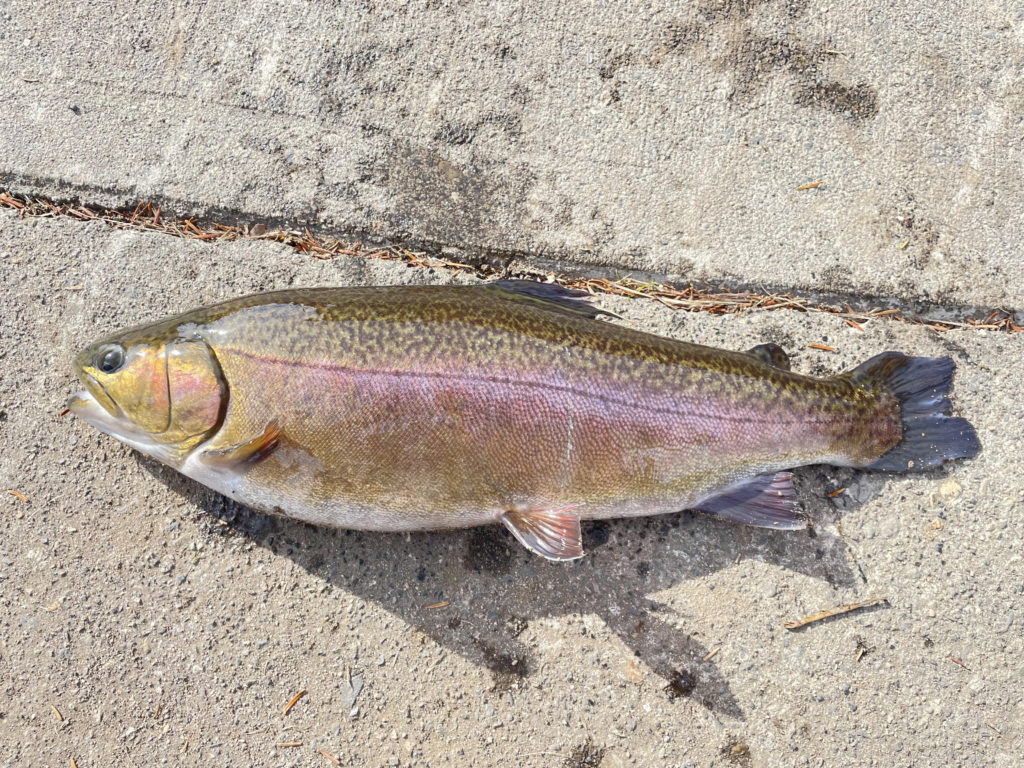 【驚ロック５０ｃｍ】全体