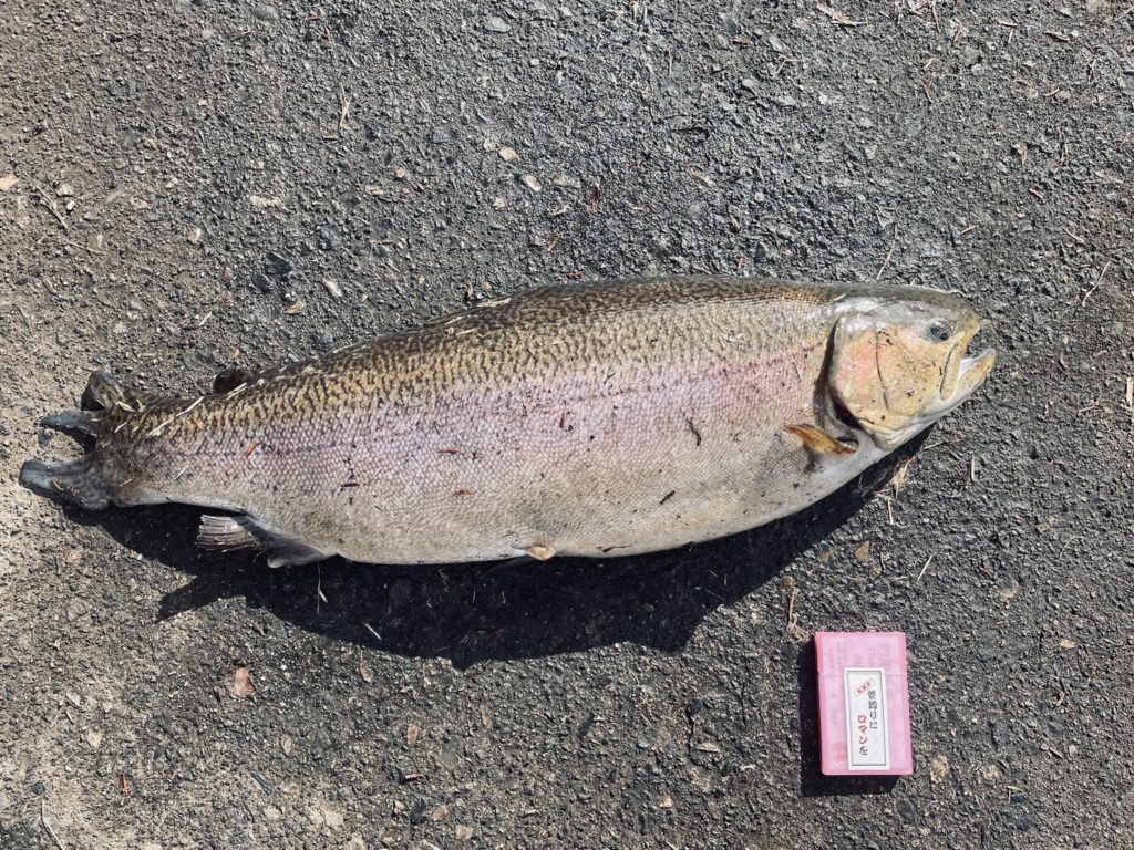 【驚ロック７３ｃｍ】全体