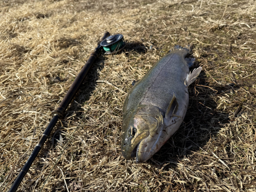 【驚ロック５６ｃｍ】全体